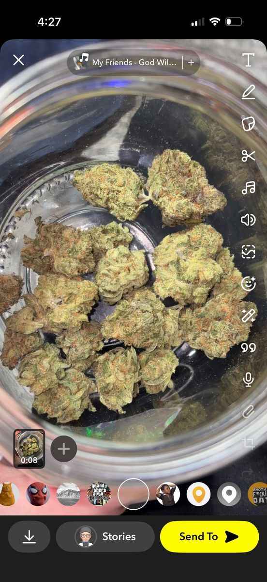 Dutch Touch Genetics Lilac Diesel