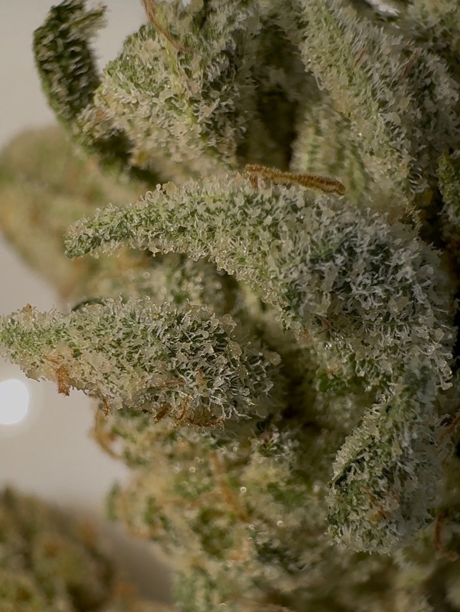 Moonbow 112 #8 strain
