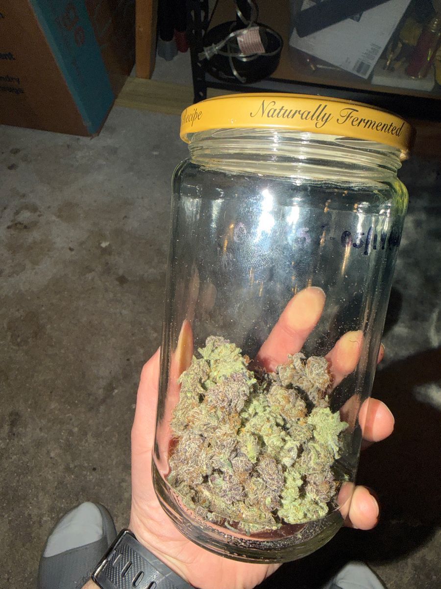 Home-Grown Jack Herer