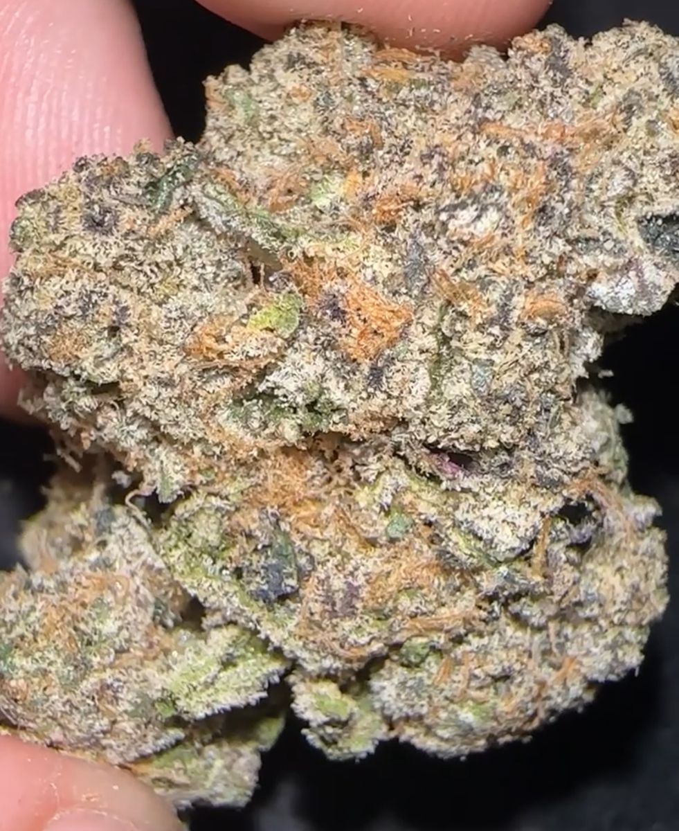 Honeydew strain