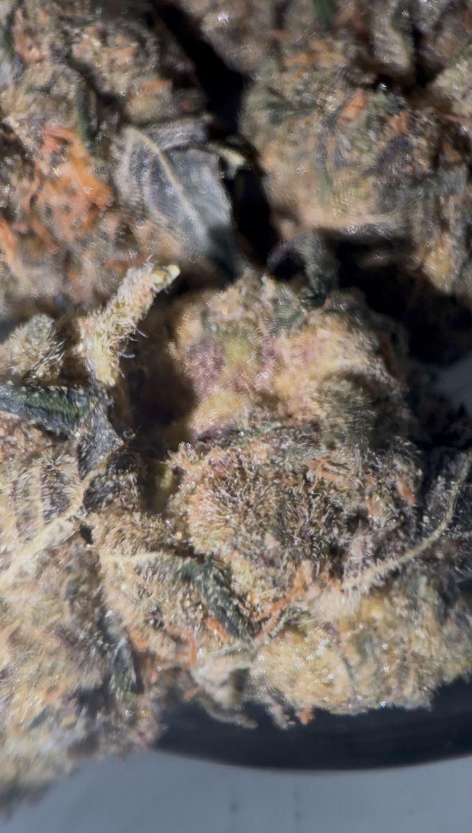 Fruit Jester strain