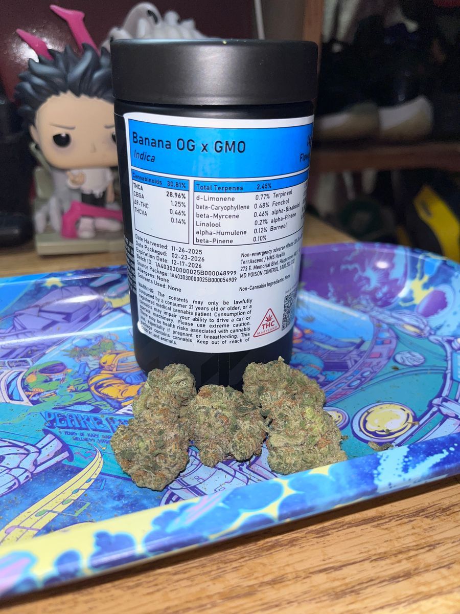Modified Bananas strain
