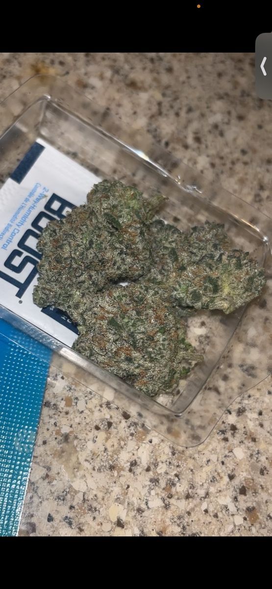 Pure Michigan X Sherb Cream strain