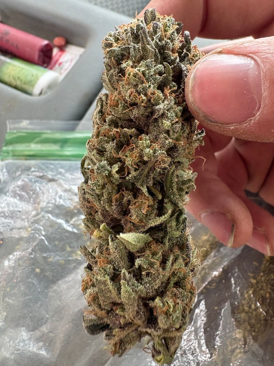 Homegrown Batch Jack Herer