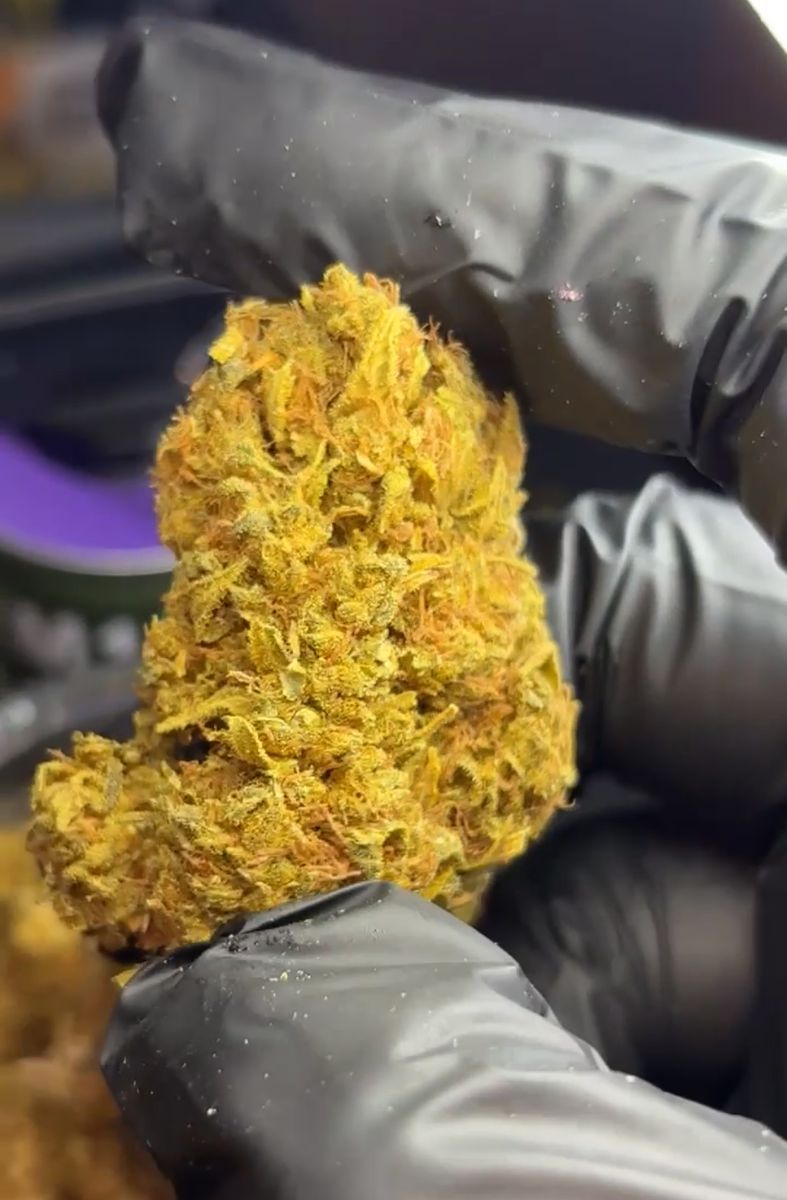 Orange Juice strain