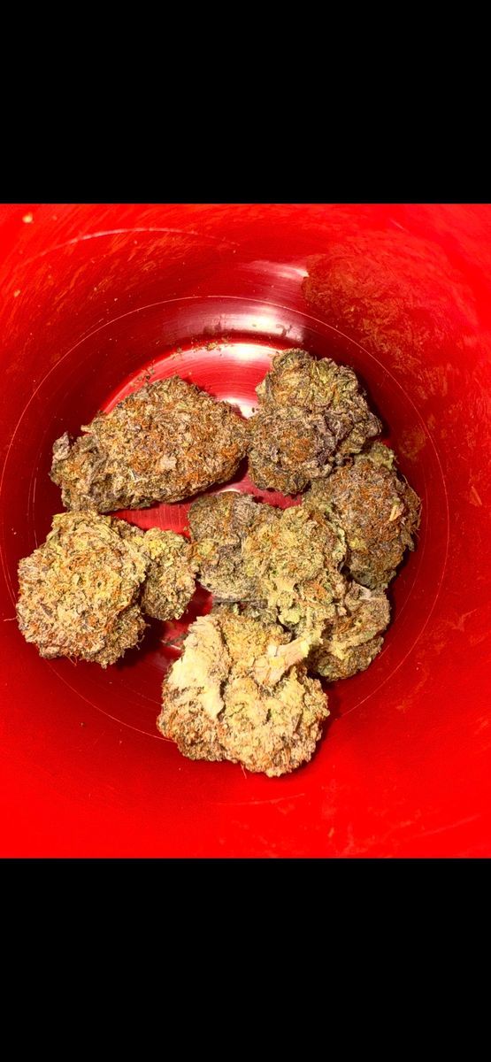 Street Jack Herer