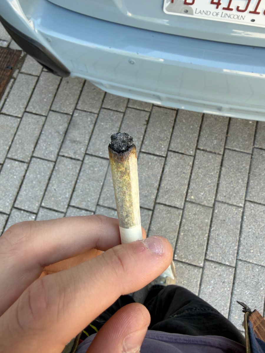 Dutch Touch Genetics Pina Rita