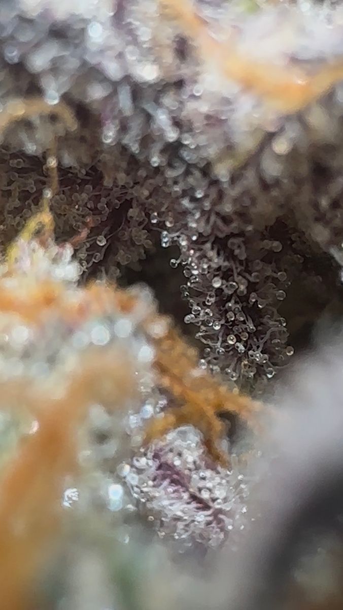 Jarritoz strain