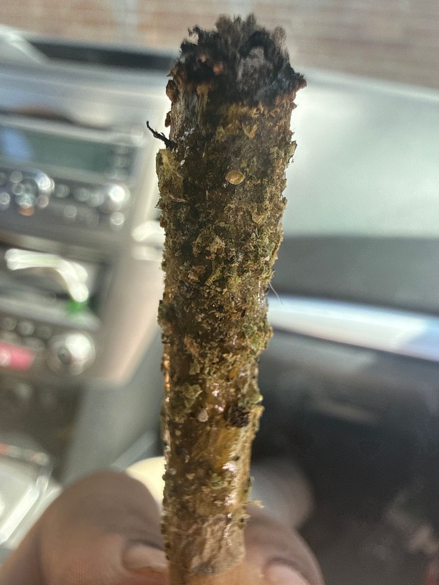 Mike Tyson strain