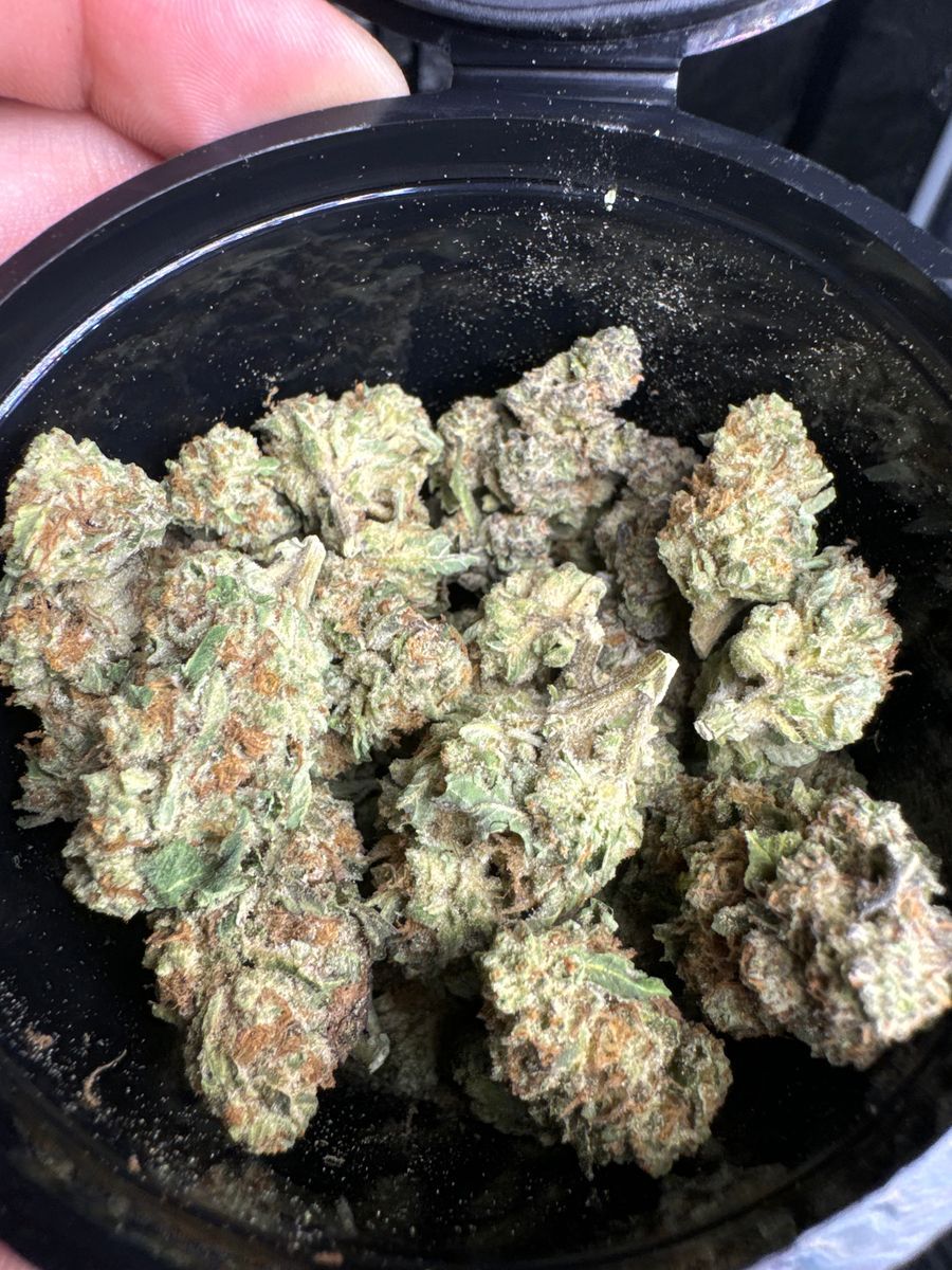 Gmo C@Ndy strain