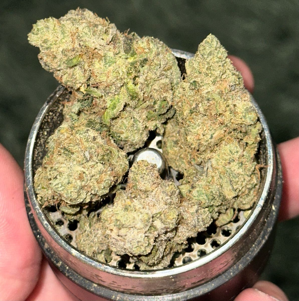 Pineapple Macaroon strain