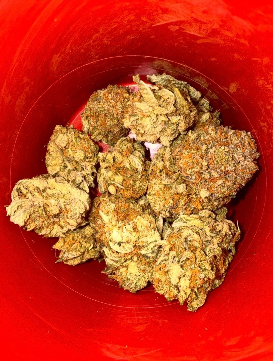 Presidential Gorilla Glue Gg4