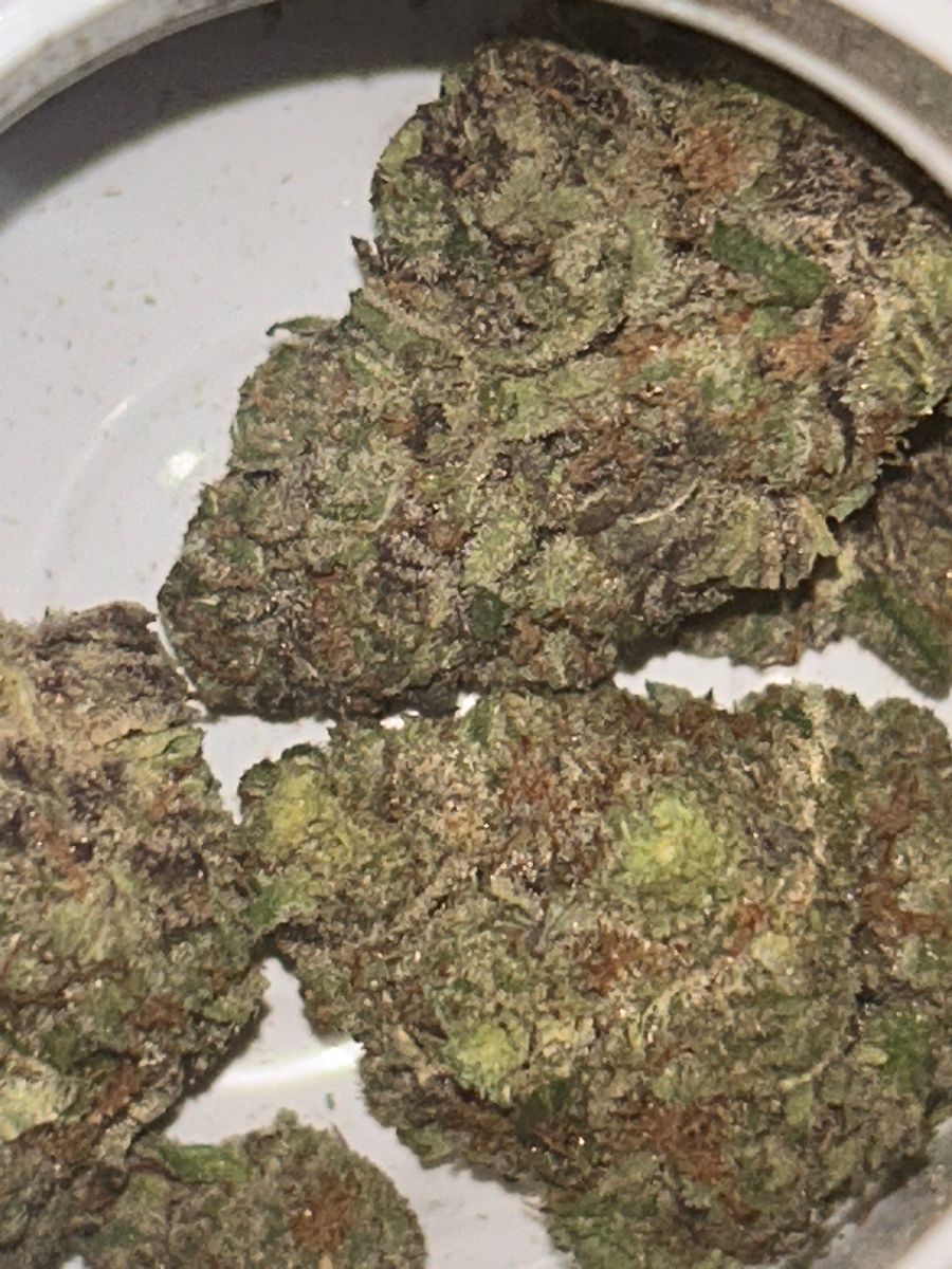Cresco Lilac Diesel