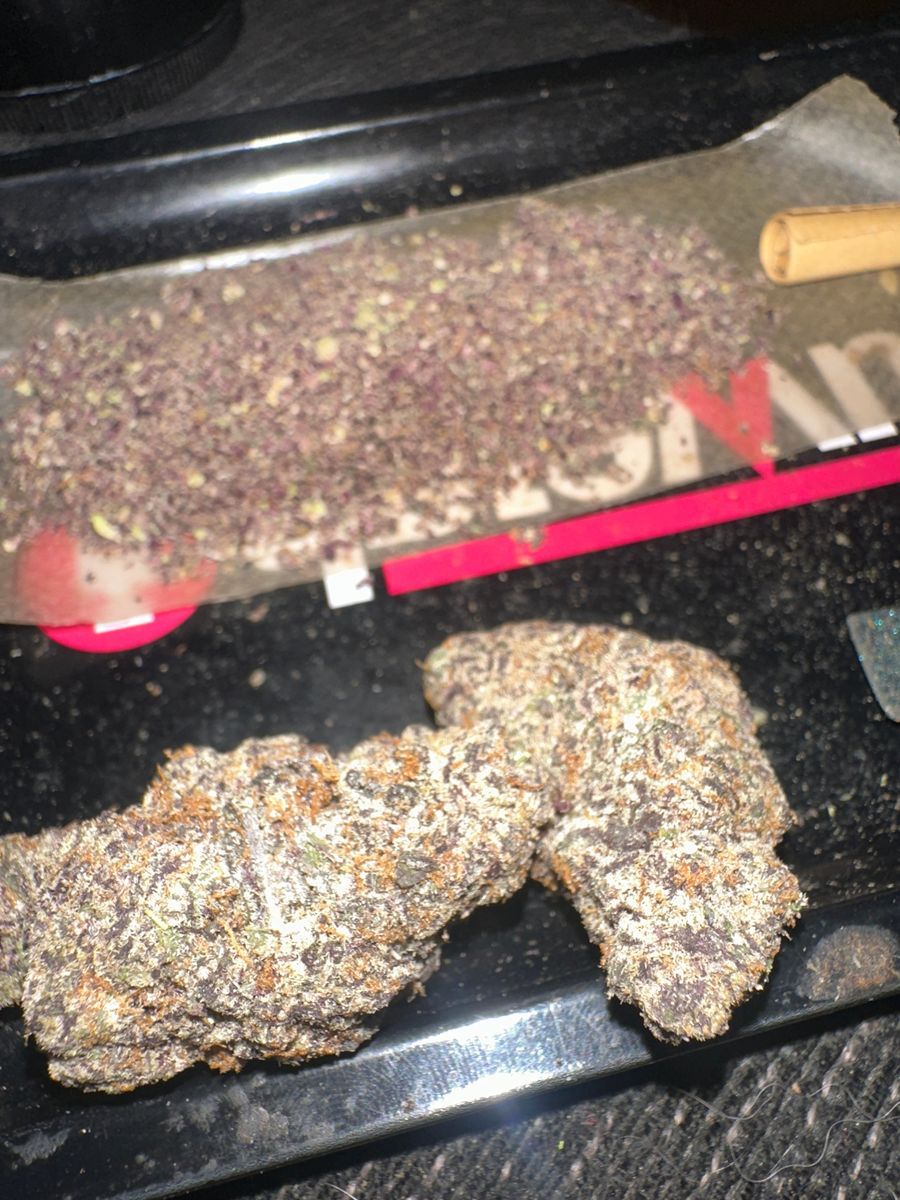 Maine Trees Pink Panties