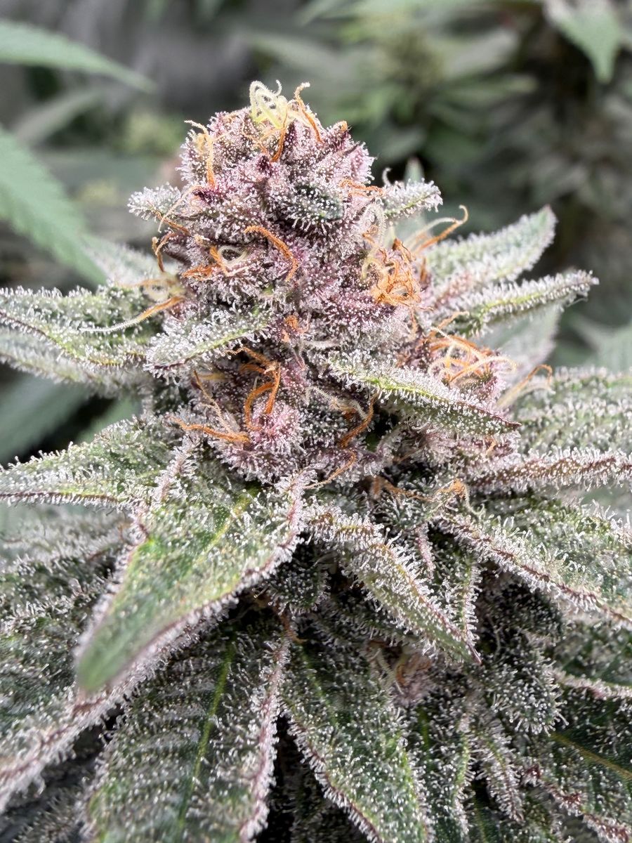 Super Buff Chery strain