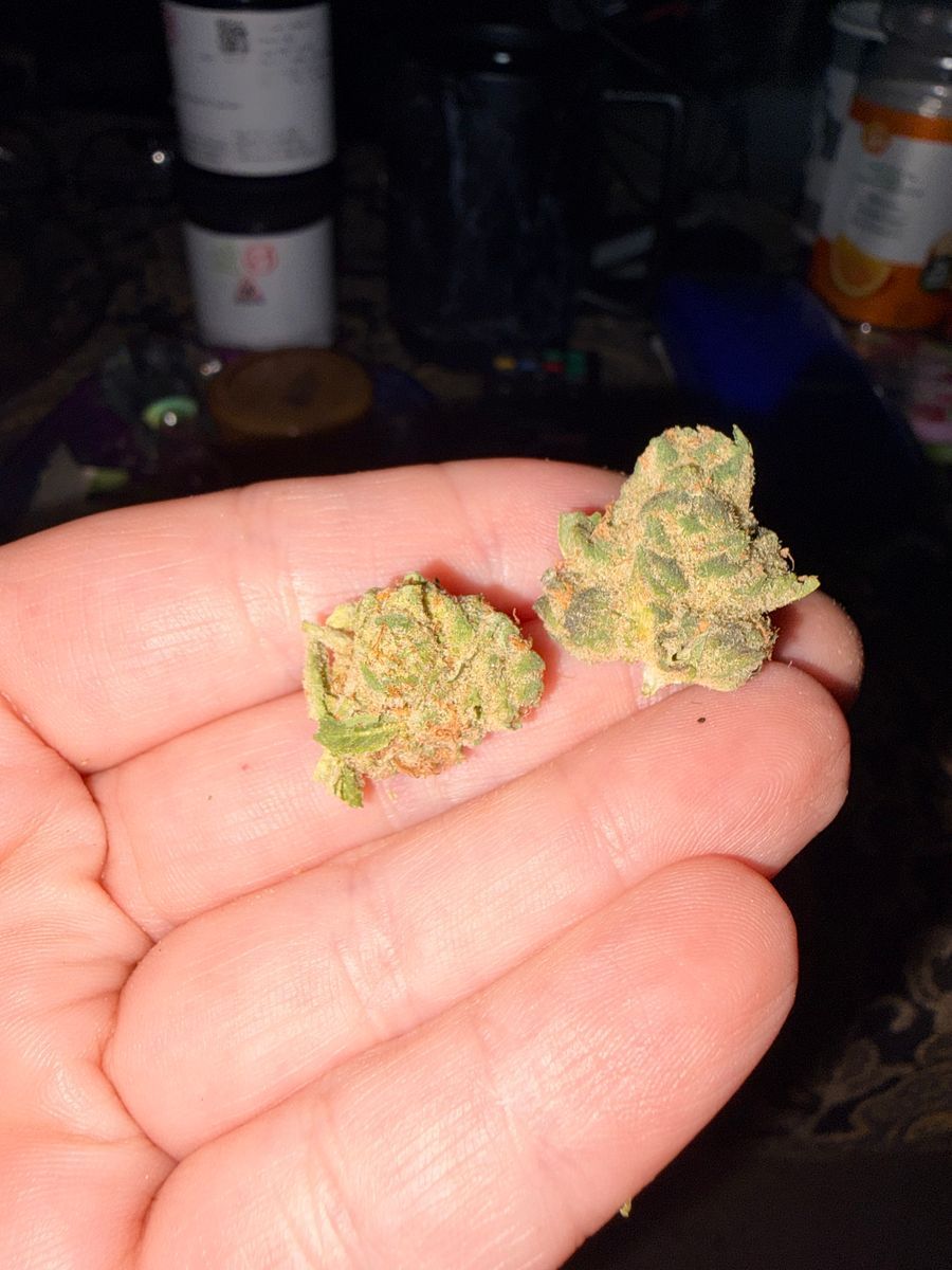 Original Glue strain