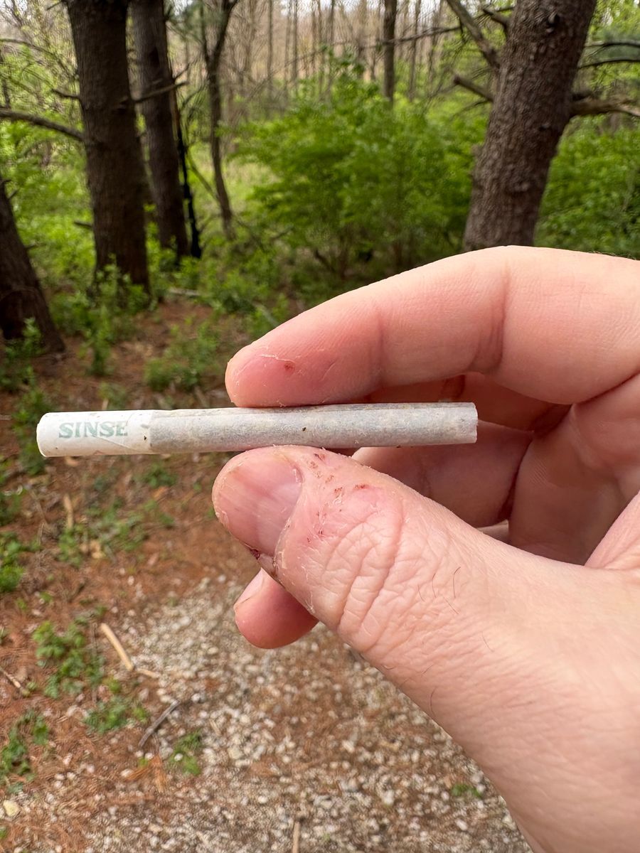 Jungle Cookie strain