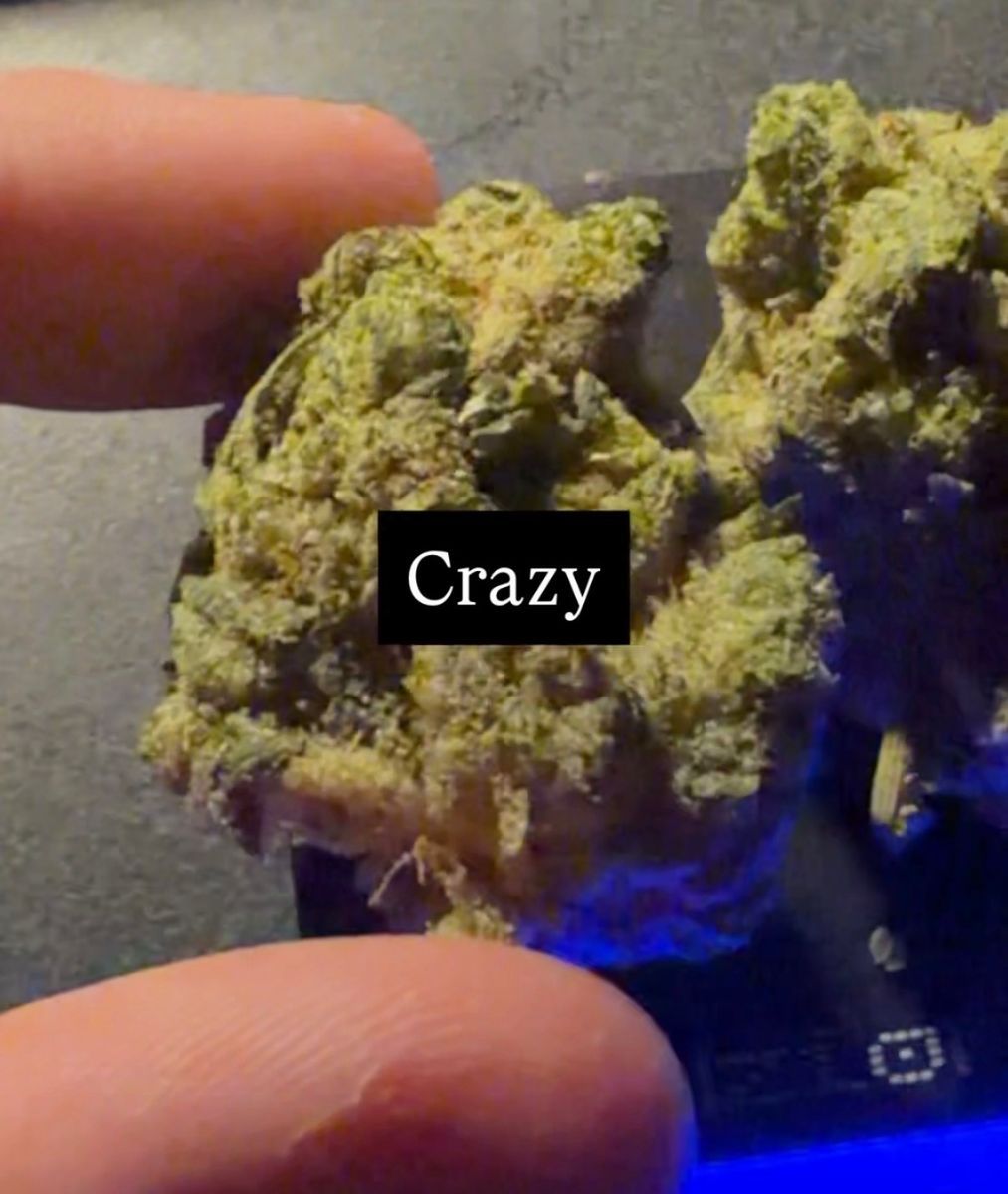 Gorilla 88 strain