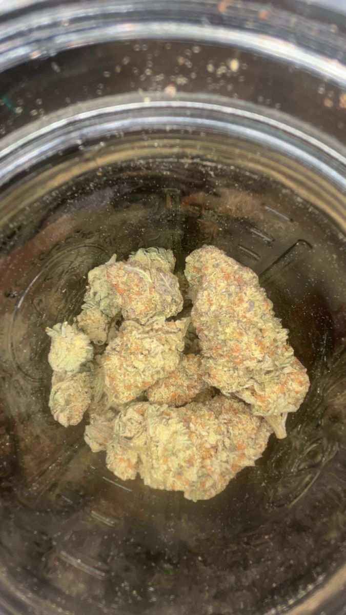 Miami Punch strain