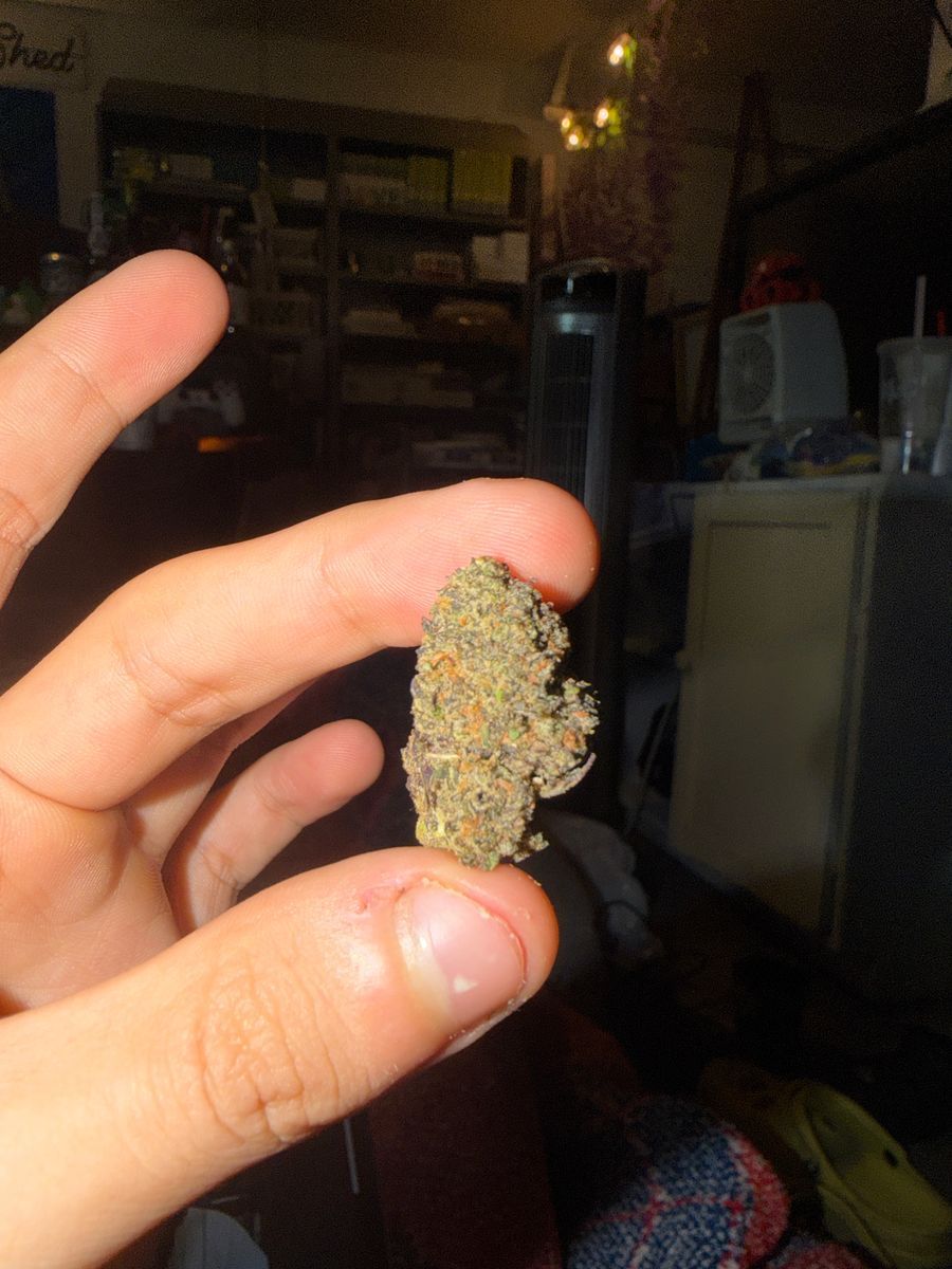 Grease Gun strain