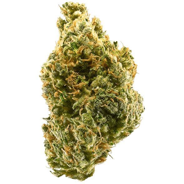 Stizzy Tangie