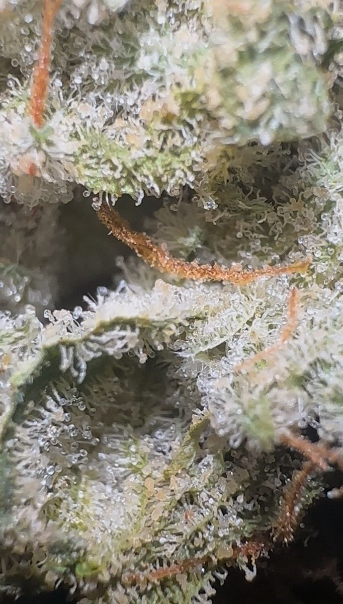 M Con No 7 strain