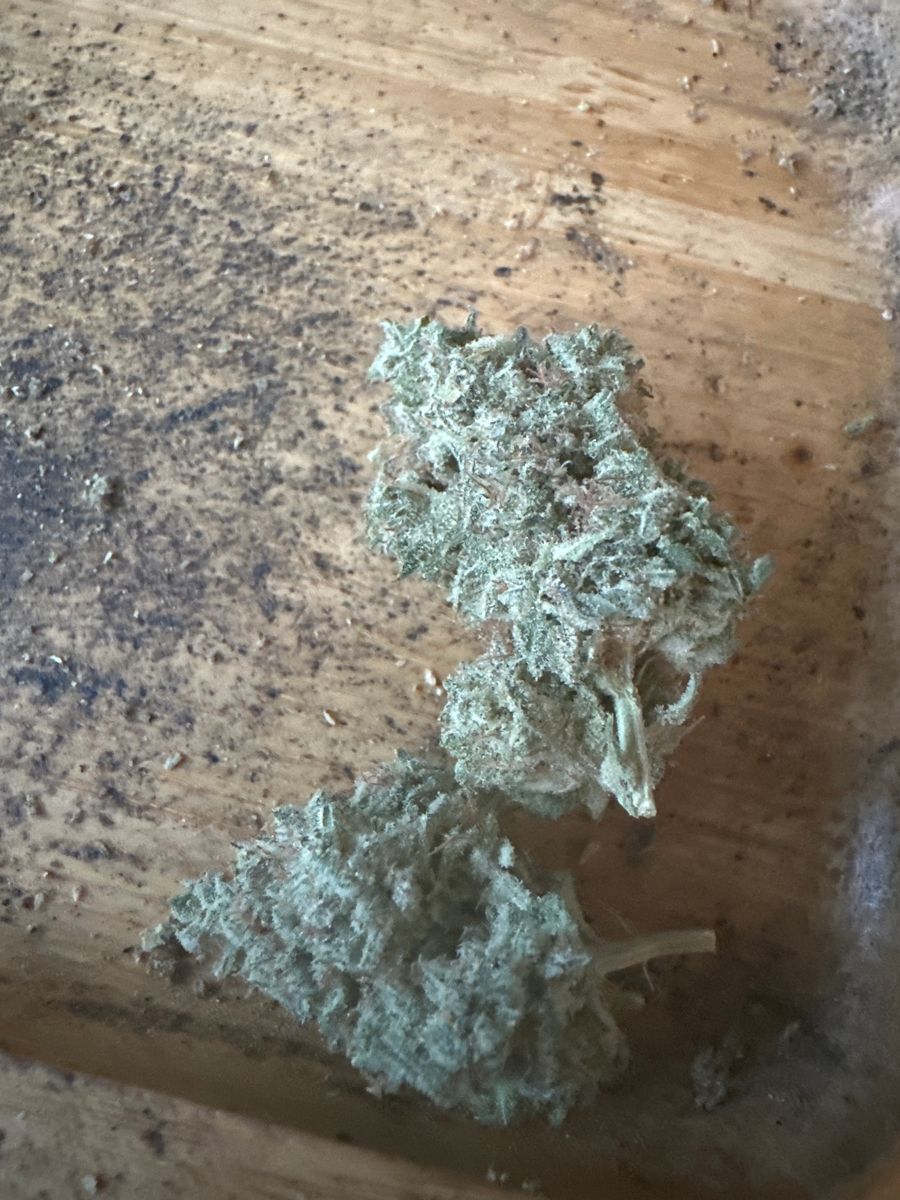 Weedys Vanilla Latte