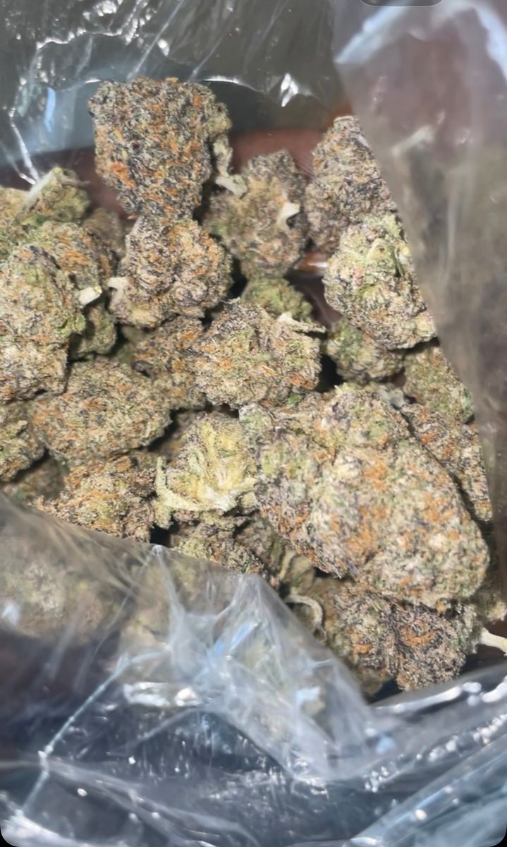 Gumbo Pop strain