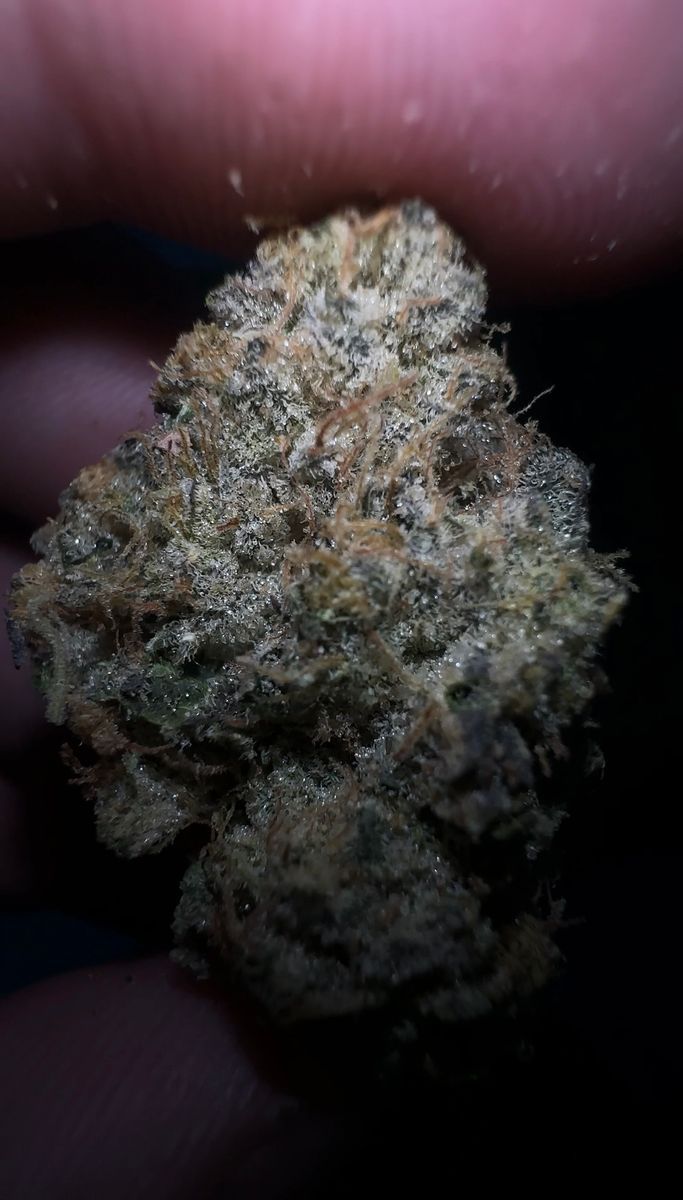 Sfvog strain