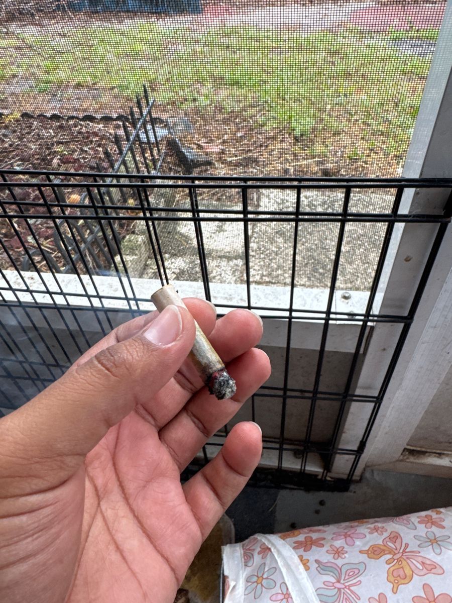 Mac 10 strain