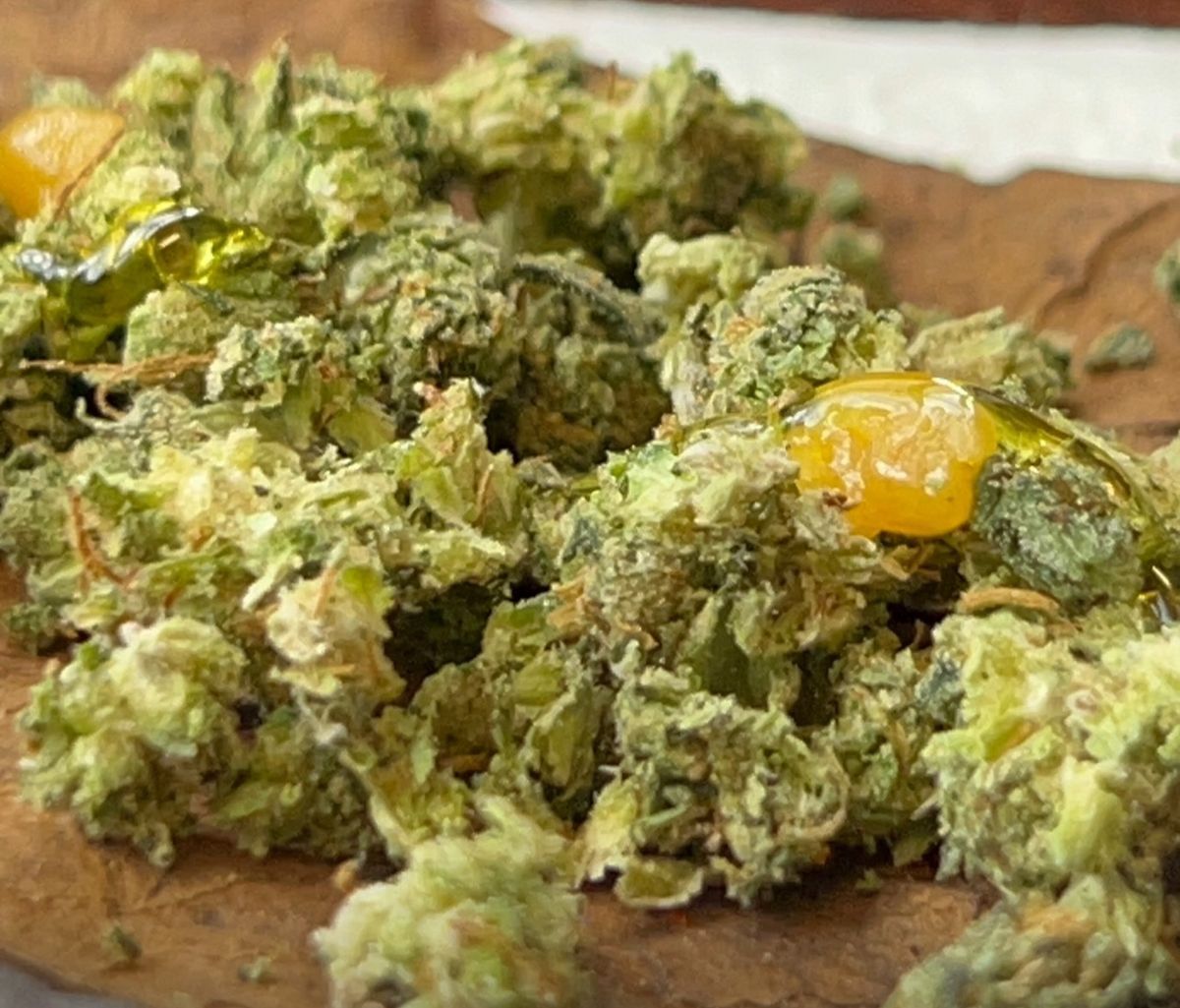 Ogk strain