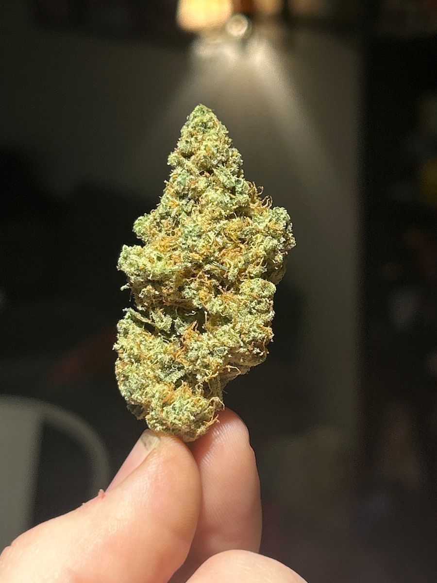 Buck Nasty strain