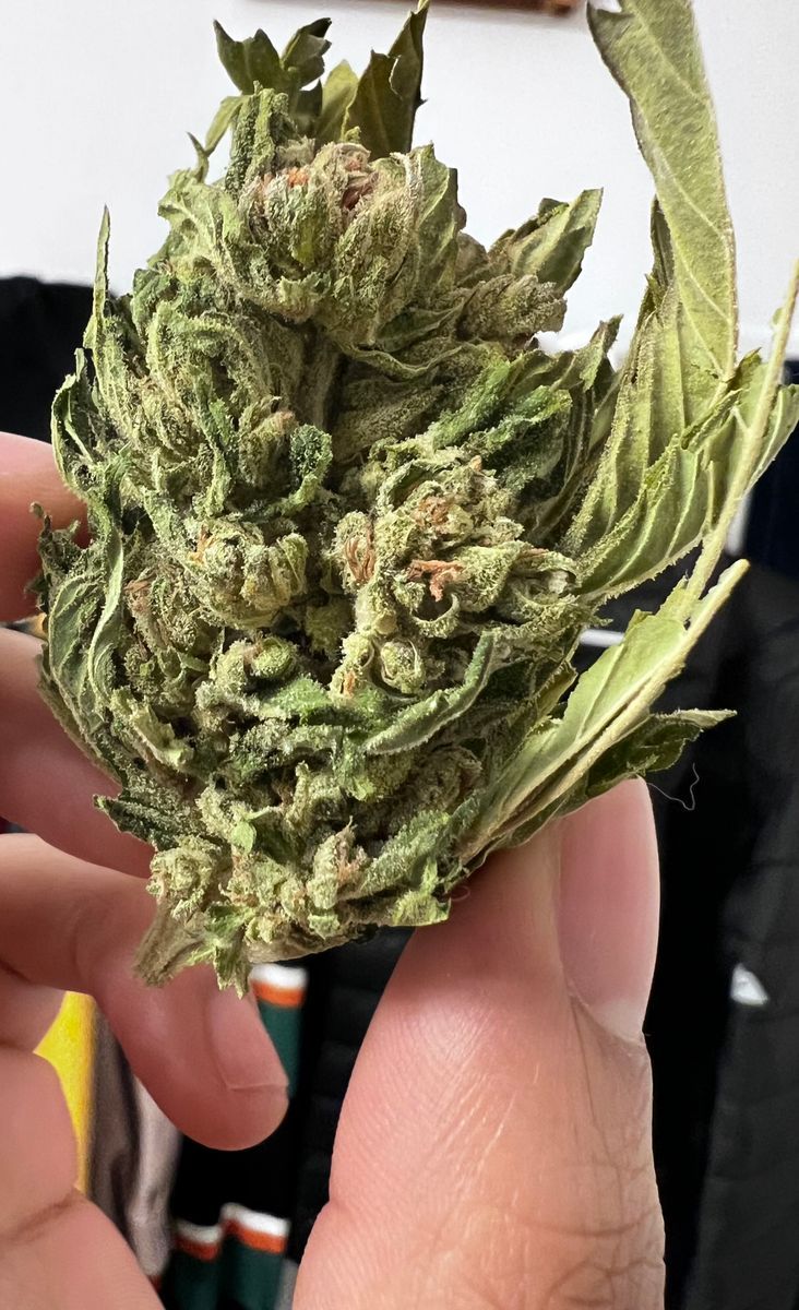 Raging Goat strain