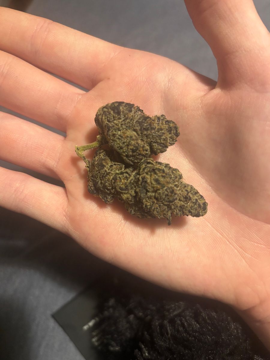 Sunkist Tangine strain