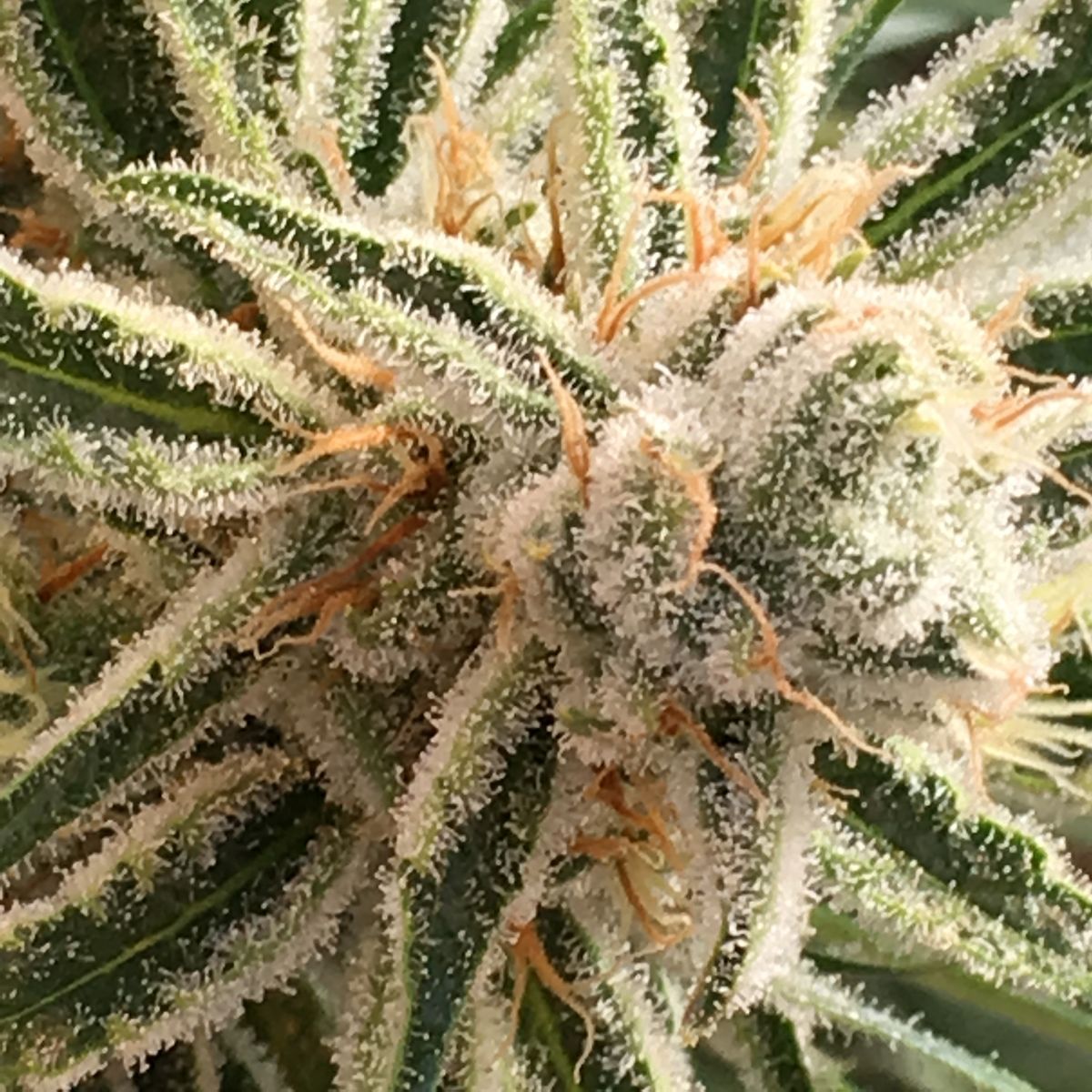 Kgb (Killer Green Bud) strain
