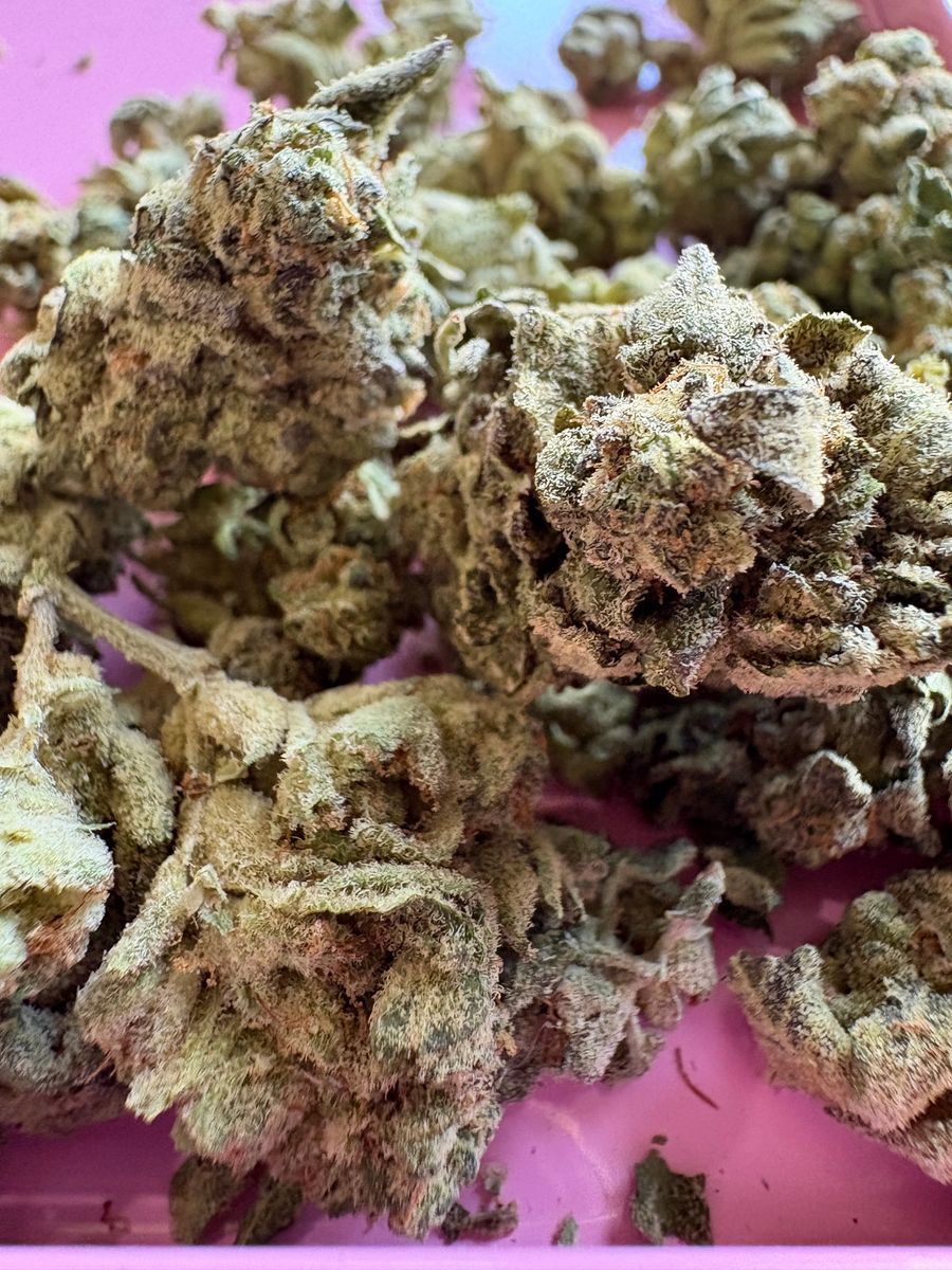 Platinum Garlic X Platinum Kush Mintz strain