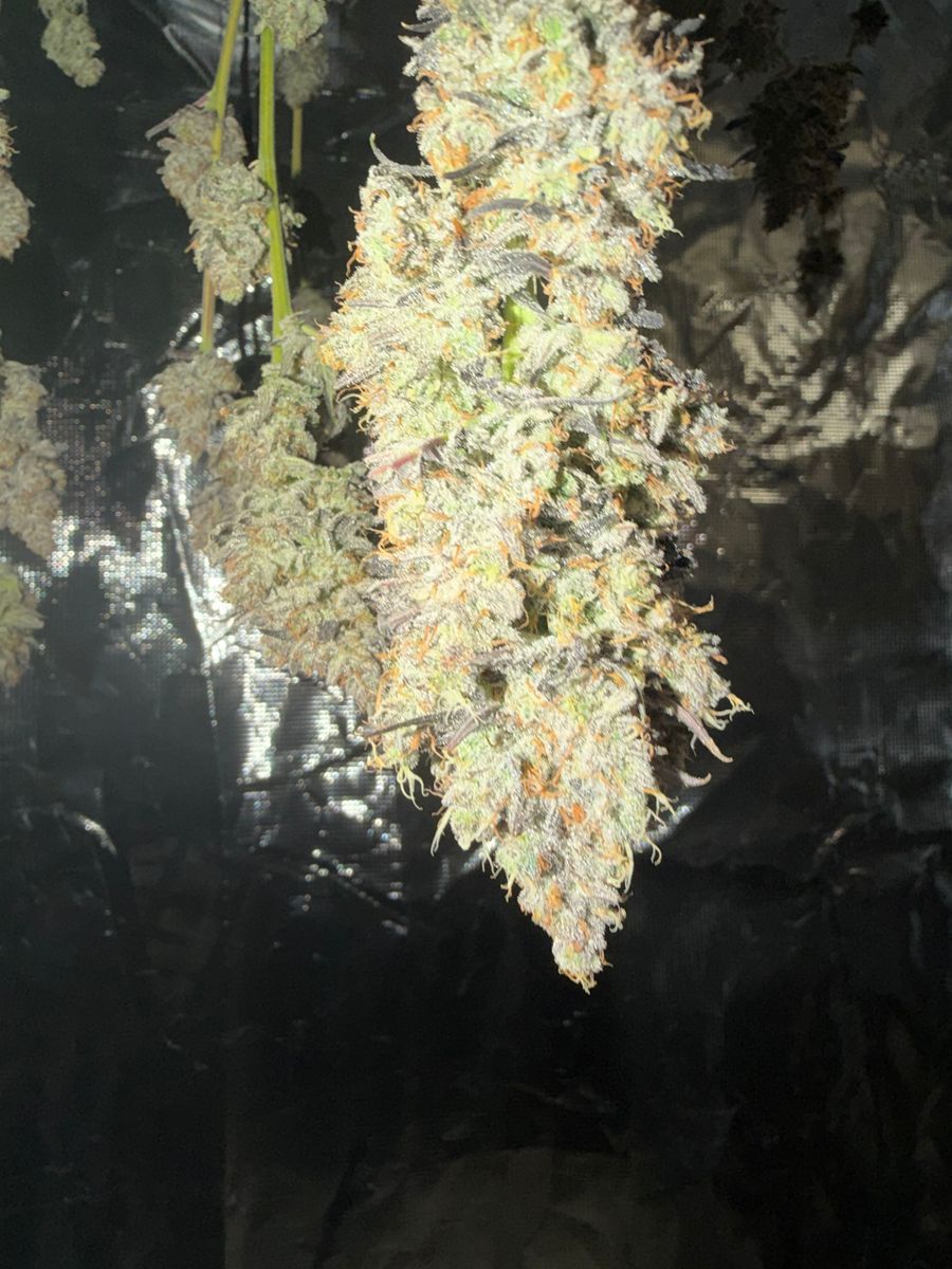 Garage Grows Planet Of The Grapes