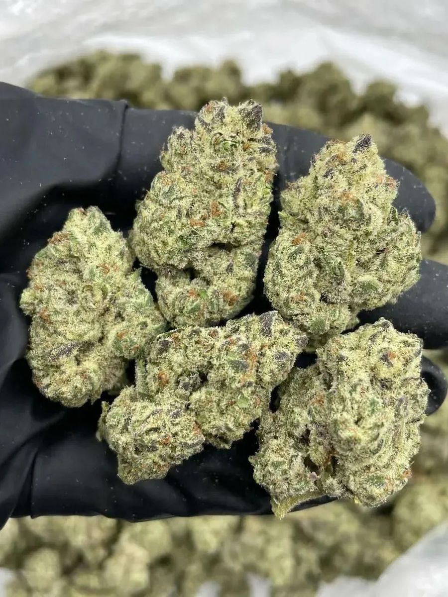 White Ghost Indica