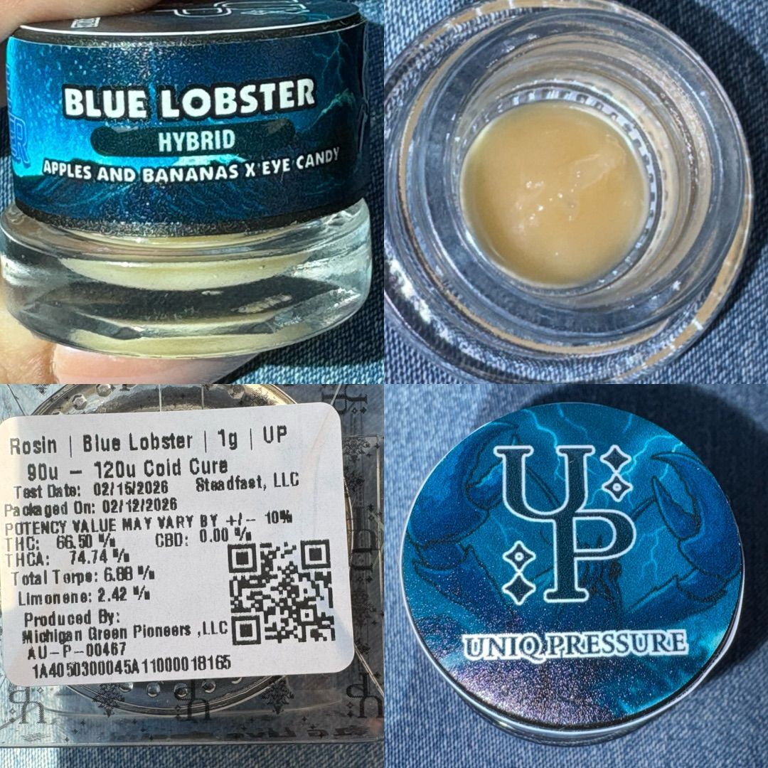 Uniq Pressure Blue Lobster