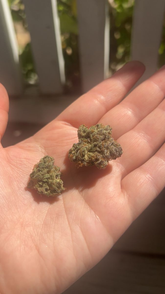 Platinum Widow strain