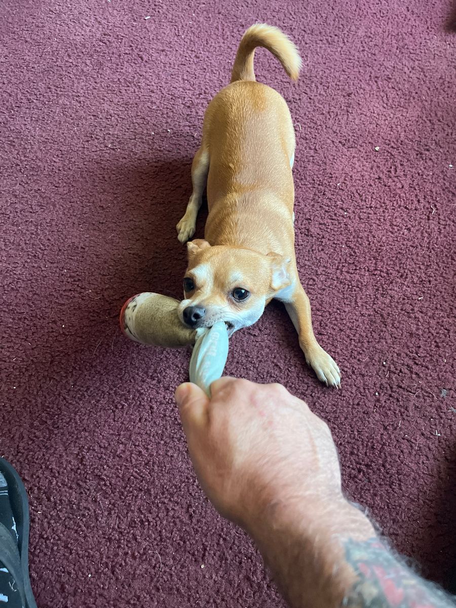 Dog Toy Doobie! 😎🤙🏼 strain