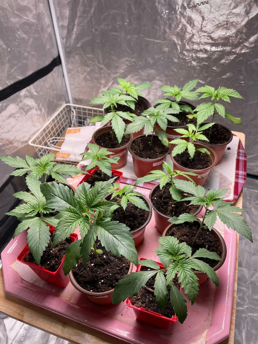Wedding Tree strain