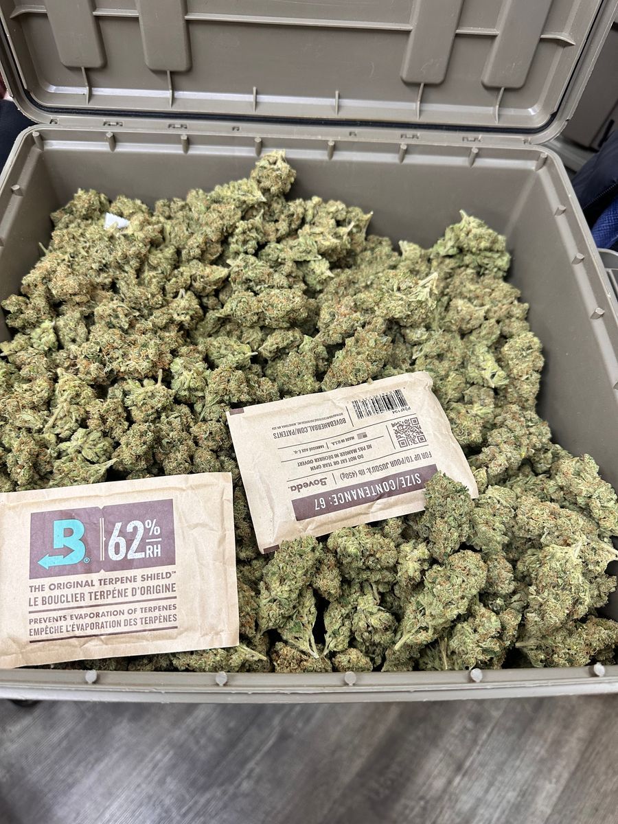 Orange Poison strain