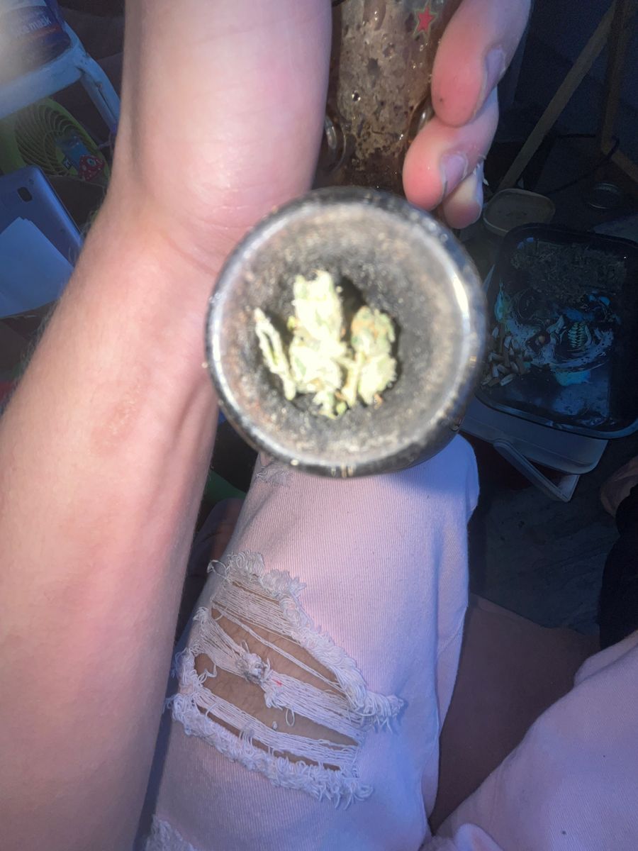 Royal Gorilla strain