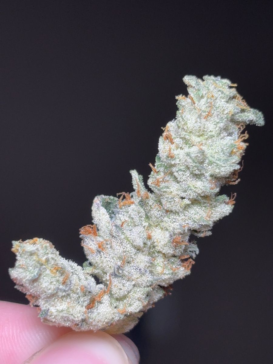 First Class Funk strain