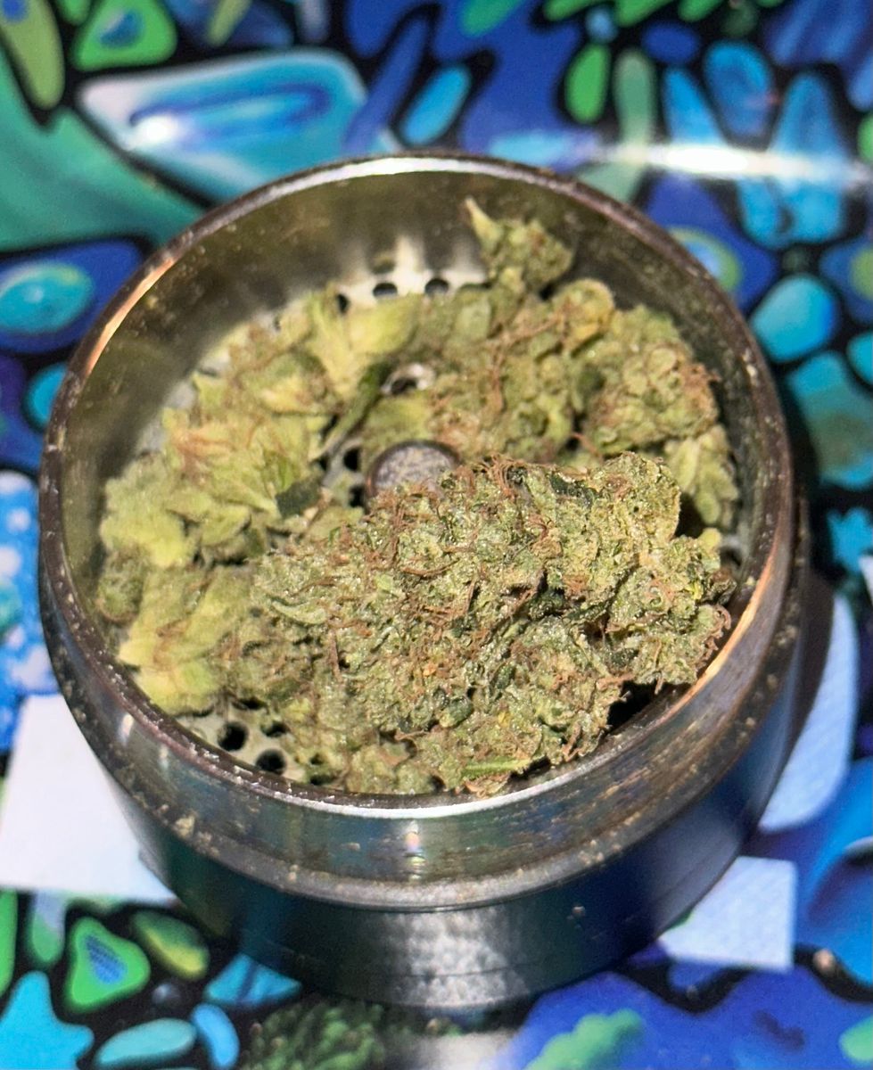 Weir Wolf strain
