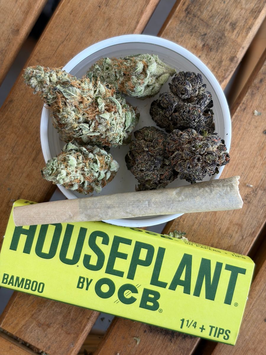 Gastropop X Govt Oasis/Papaya Berry Runts strain