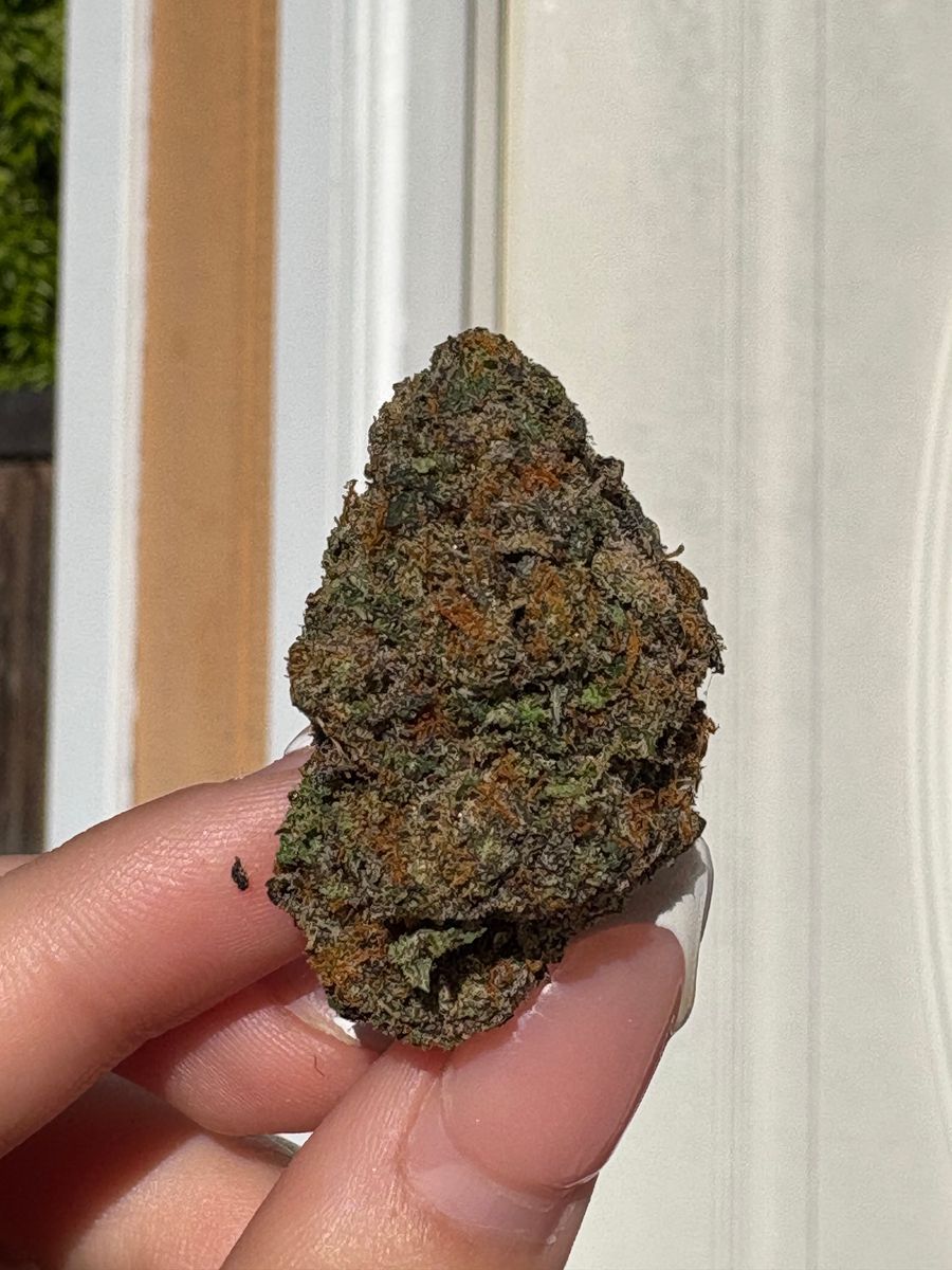 Planta Biscotti