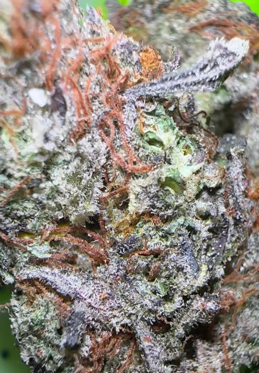 Funk Mountain strain