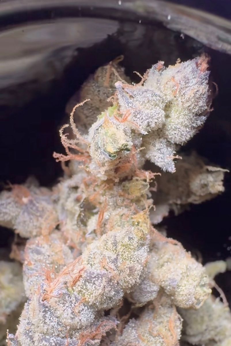 Blueberry Cupcake strain
